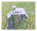Fr Dickson Cemetery